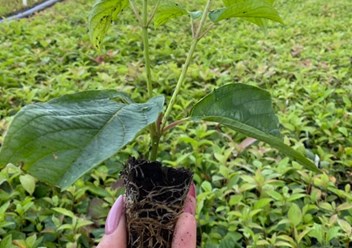 Укорененные черенки в кассетах