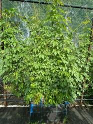 Виноград девичий на шпалере