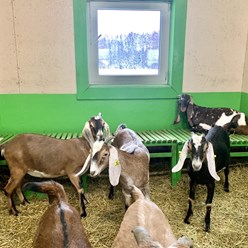 Фото компании ООО Городецкая сыроварня "Курцево" 9