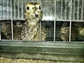 Фото компании ООО Золотое Зернышко 1