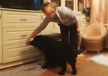 Фото компании  Дрессировка собак Электросталь Ногинск DOGSCHOOL_STAL 1