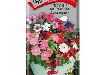 Шикарные петунии никого не оставят равнодушным.