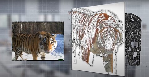 Система сличения и идентификации Амурских тигров. Поэтапное распознавание