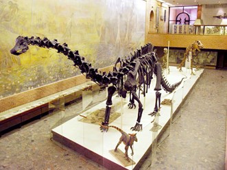 Фото компании ООО Дом - музей Косметиказавра 1