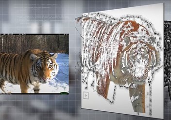 Система сличения и идентификации Амурских тигров. Поэтапное распознавание