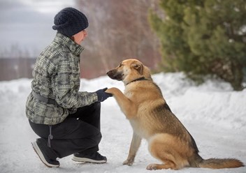Фото компании  Дрессировка собак Электросталь Ногинск DOGSCHOOL_STAL 3