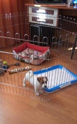 Фото компании ООО СмартДог24 2