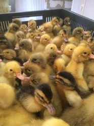 Фото компании  Продажа - птиц 3