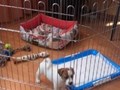 Фото компании ООО СмартДог24 2