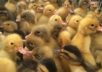 Фото компании  Продажа - птиц 3