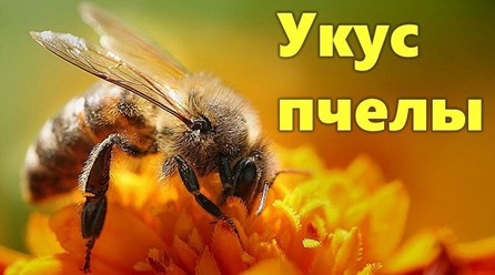 Проведение биопробы обязятельно. Пчелиный ЯД обладает противовоспалительным, обезболивающим и тонизирующим эффектом!