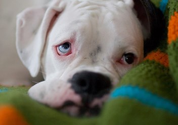 Фото компании  Ветеринарная клиника "Skyvet" в Москве 6