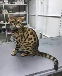 Фото компании  Китико вет 3