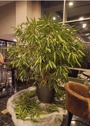 Фото компании  Botanic balance 3