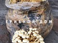 Фото компании ИП Грибной дом 4