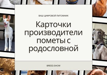Фото компании ООО Breed Show 2