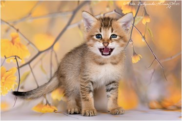 Чаузи Ф3 котик продается