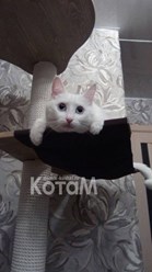 Фото компании  Мебель для кошек КотаМ 2