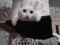 Фото компании  Мебель для кошек КотаМ 2