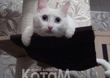 Фото компании  Мебель для кошек КотаМ 2