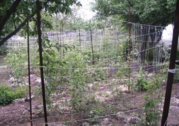 Фото компании  Бал Цветов 2