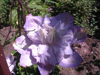 Фото компании  Бал Цветов 16