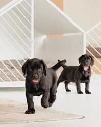 Фото компании ИП Дом для Хвоста 6