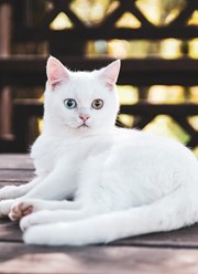 Шотландский котик продается, звоните 89857735080