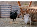 Фото компании  «Зарановка» 4