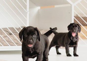 Фото компании ИП Дом для Хвоста 6