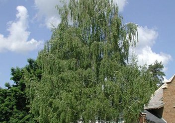 Береза повислая Лациниата