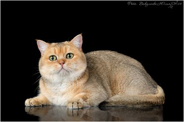 Фото компании ИП Питомник шотландских кошек 24