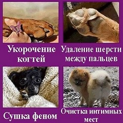Фото компании  Зооцирюльня ГрумЛюкс 17
