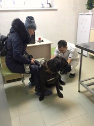Пациенты нашей ветеринарной клиники