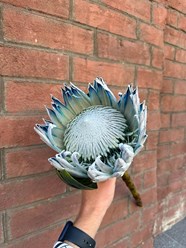 Фото компании ИП PROTEA-Студия Цветов 4