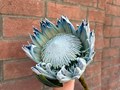 Фото компании ИП PROTEA-Студия Цветов 4