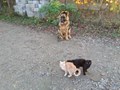 Дрессировка собак всех пород