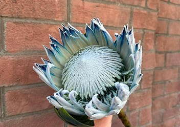 Фото компании ИП PROTEA-Студия Цветов 4