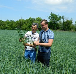 Осмотр состояния пшеницы