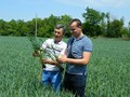 Осмотр состояния пшеницы