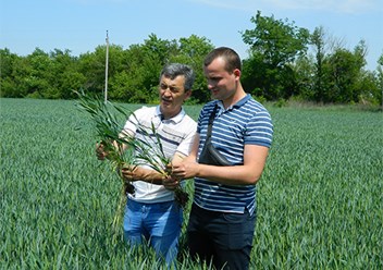 Осмотр состояния пшеницы