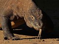 Фото компании ООО Крокодиловая ферма "Гена" 1