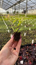 Укорененные черенки в кассетах