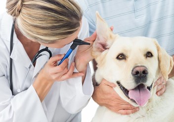 Фото компании  Вет Парк 2