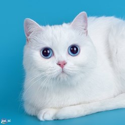 Фото компании ИП Питомник шотландских кошек 17