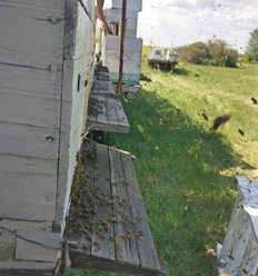 Фото компании ИП Пчеловод Василий Рудобелец 7