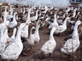 Фото компании кфх «Бирская птица» 3