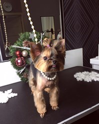 Фото компании  Груминг - салон "Оливер" 1