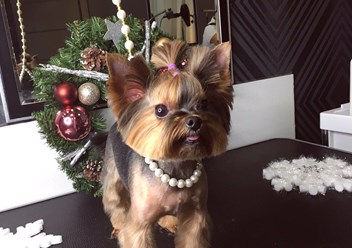 Фото компании  Груминг - салон "Оливер" 1