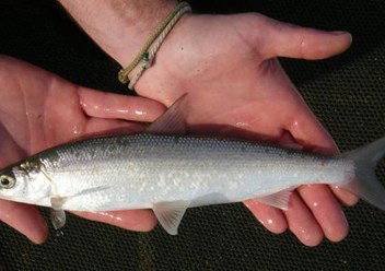 Организации рыбалки на озере Байкал и на реке Ангара с катера, с лодки, с берега на спининг. Предоставляем снасти и опытного инструктора из числа местных жителей - опытных рыбаков.